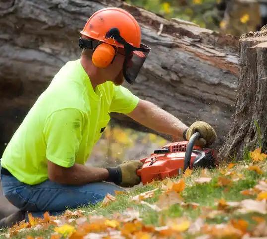 tree services Bryson City